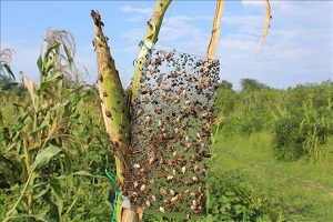 İstilacı Böcekler Yılda 13 Milyar Dolar Zarara Neden Oluyor