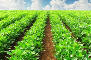 Mart Ayında Tarımda Yapılacaklar