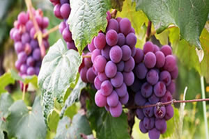 Dünyanın Sürdürülebilir Gıda Ülkeleri Açıklandı