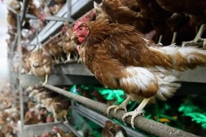 Tavuklar Kümese Giren Tilkiyi Birlik Olup Öldürdü