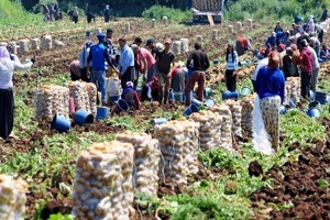 Tarım İşçileri Yollara Düştü