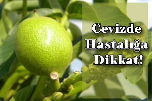 CEVİZ ANTRAKNOZU HASTALIĞI