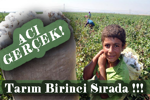 Tarım Sektörü Birinci Sırada