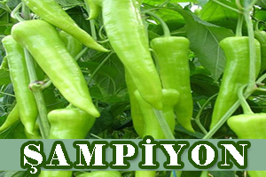 Şampiyon Çarliston