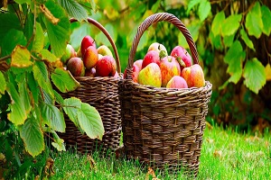 Organik Tarımda Artış Devam Ediyor