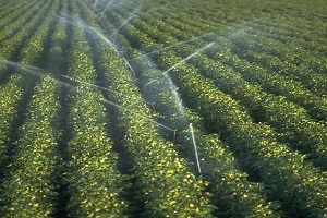 Bilinçli Tarım Eksik