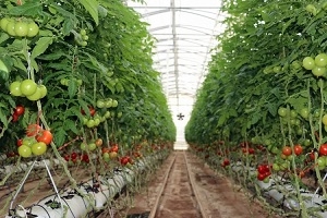 antalya seraları ile ilgili görsel sonucu