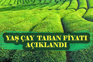 Yaş Çay Alım Fiyatı Belli Oldu
