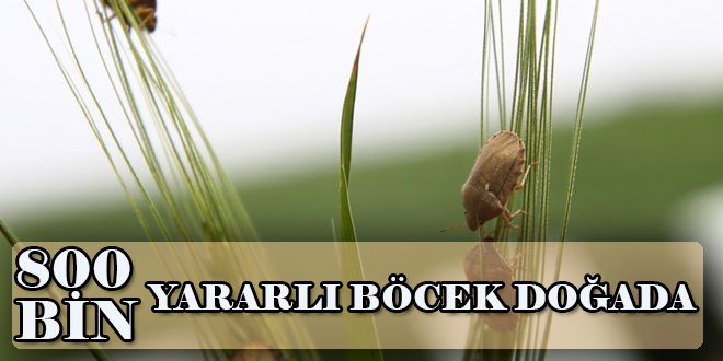 800 bin yararlı böcek doğaya salındı