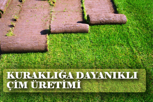 Kuraklığa Dayanıklı Çim Üretimine Başlanıyor