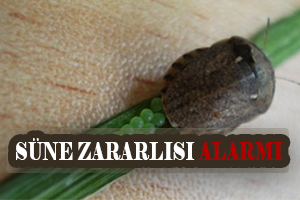 Süne Zararlısı Alarmı