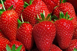 Rusya Çilekleri Reddetti