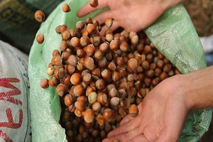 Fındık Bahçelerinde Fındık Kurdu Zararlısına Karşı Mücadele