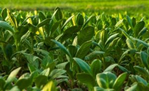 Dünya Tütün Sektörünün Geleceği Samsun da tartışıldı