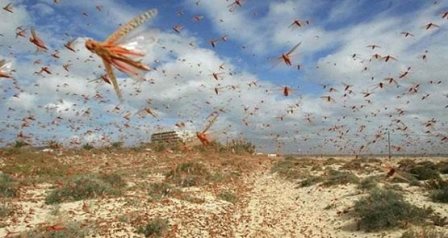 Çekirge istilası komşuda çiftçileri yok olmanın eşiğine getirdi