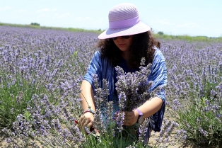 Ayçiçeğinin merkezi lavanta ile tanışıyor
