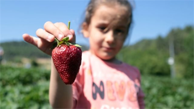 Çilek tarımı ilçenin kaderini değiştirdi