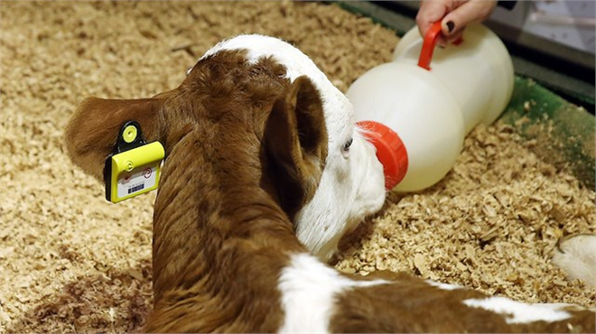Hayvancılıkta akıllı küpe çözümü