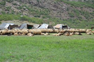 KÜÇÜKBAŞ HAYVANCILĞA DÖNÜŞ BAŞLADI