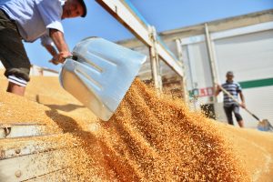 Bereketli topraklarda buğday hasadı başladı