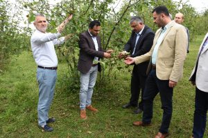 Fındık rekoltesi olumsuz etkilenecek