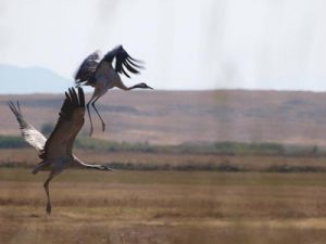 Allı Turna dan haber var