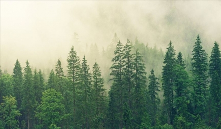 Yeşil alarm Dünya ormanları 4 milyar hektara geriledi