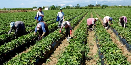 SEBZE ÜRETİM HEDEFİ 31 MİLYON TON
