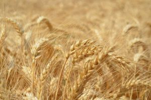 Tarla Günleri nde Gündem Tohumculuk Sektörü