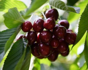 Meyve üreticisinin yeni gözdesi Alman kirazı