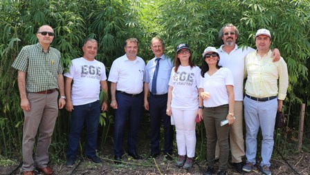 Yerli kenevir tohumu sıkıntısı çözülecek