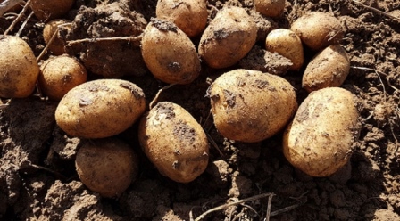 Siirt te patates üretimi