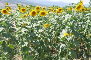 Ayçiçeğini Köse vurdu