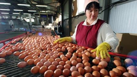 TMO dan yumurta üreticilerine cansuyu Vadeli mısır satışı