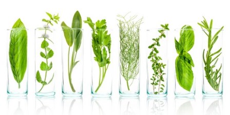 Prof Dr Erhan dan merdivenaltı bitkisel ilaç üretimi uyarısı