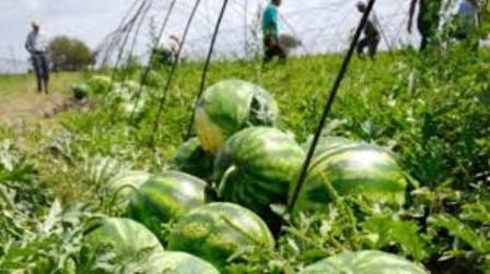 Antalya karpuzda Adana nın tahtını sallamaya kararlı