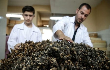 Kara Elmas ın kg si 250 euro