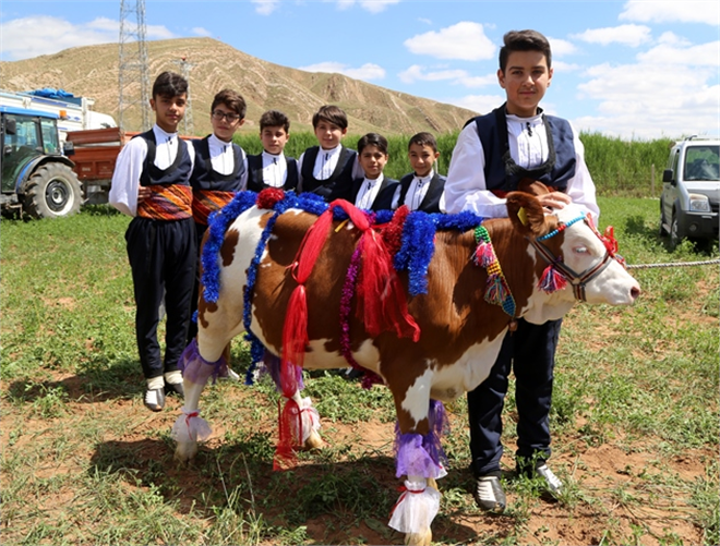 Buzağılar güzellik yarışması için süslendi