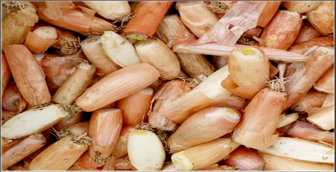 Elcik soğanı tescillenecek