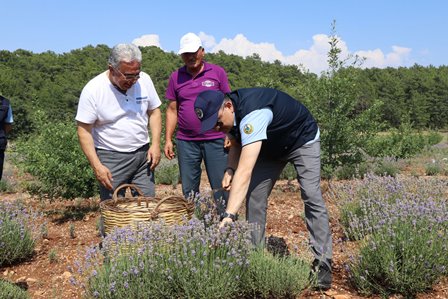 Bakan Pakdemirli den Muğla da lavanta hasadı