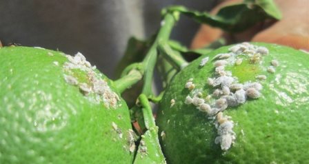 Turunçgil bahçelerine faydalı böcek salındı