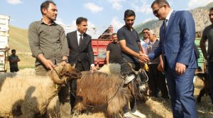 Hakkari de 47 çiftçiye 987 küçükbaş hayvan dağıtıldı