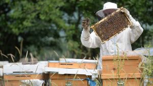 WWF yol gösterdi ıhlamur balı yok satıyor