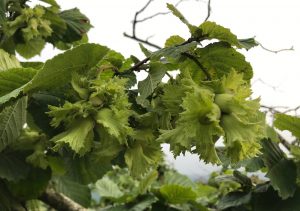 2019 fındık rekolte çalışmaları başladı