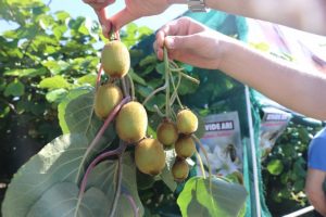 Kivi üretimi arı ile coştu