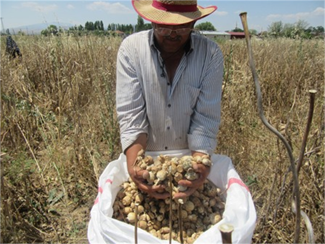 Afyonkarahisar da haşhaş hasadı başladı