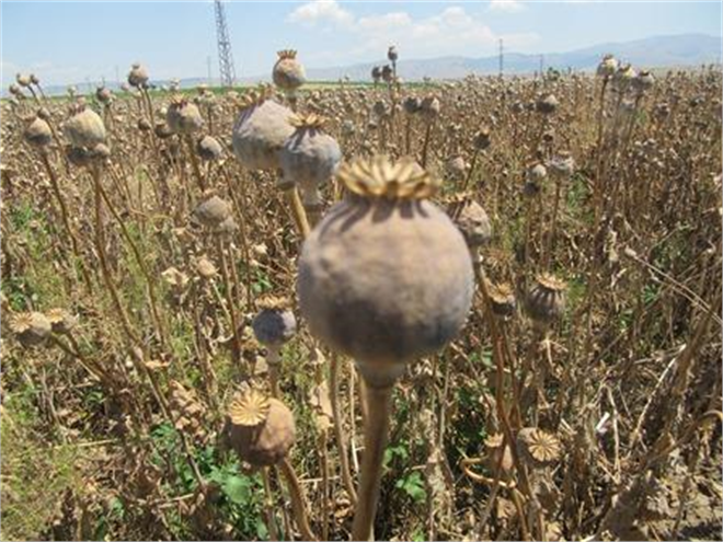 Haşhaş ekiminde elektronik başvuru dönemi