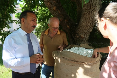 Yaş koza anavatanına geri dönüyor