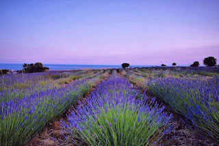 Türkiye nin en büyük adası lavanta kokacak
