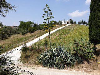 Senede bir kez Osmaniye de çiçek açıyor